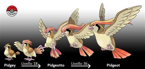 pidgeotto evolve|pidgeotto evolves into pidgeot.